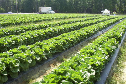 Long rows of romaine lettuce growing in the fields at Fresh-Pik Produce