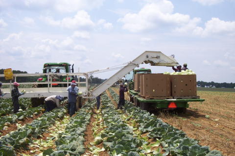 Field crew loading harvested cabbage into bins beside a harvester
