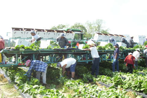 Crew harvesting romaine lettuce onto a field conveyor